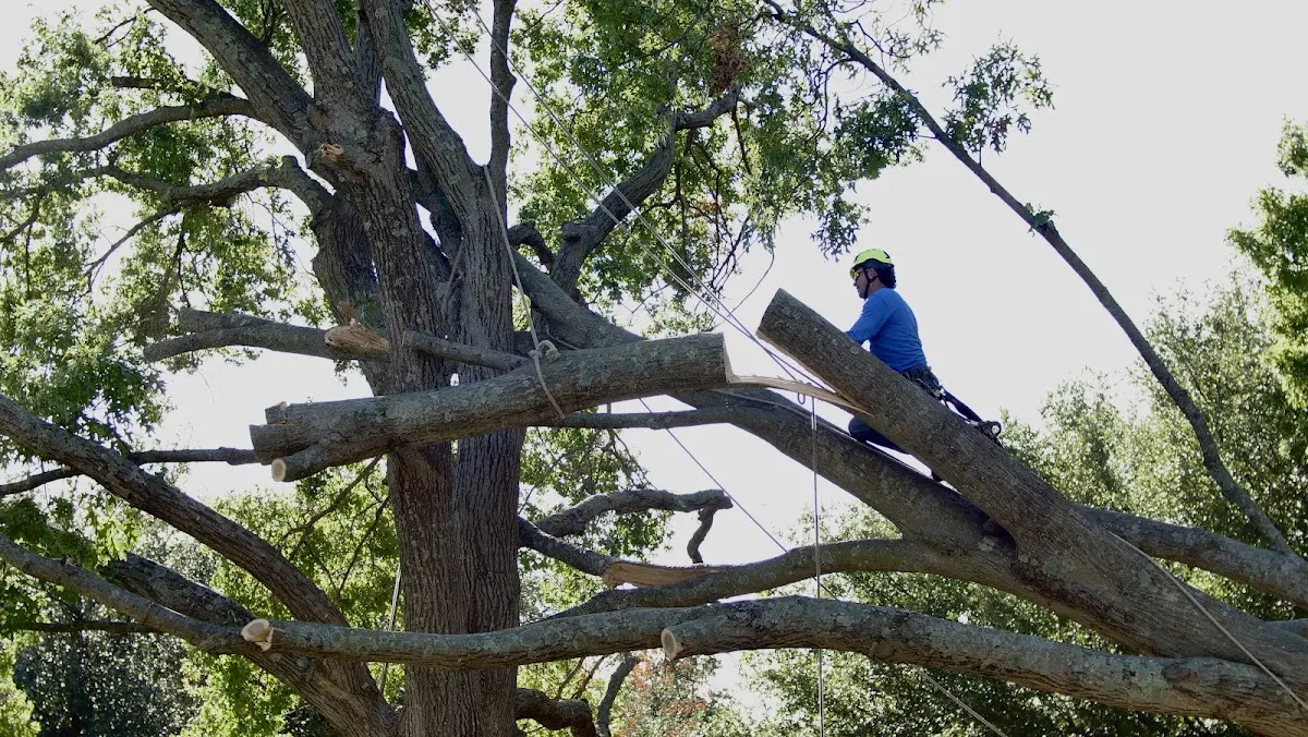 Professional Hazardous Tree Removal performed by certified arborists in Hineston